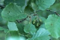 Alnus glutinosa