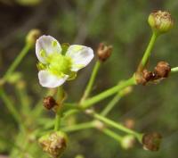 Alisma plantago-aquatica