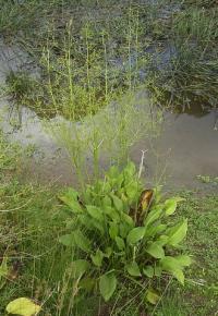 Alisma plantago-aquatica