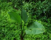 Alisma plantago-aquatica