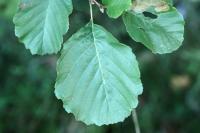 Alnus glutinosa