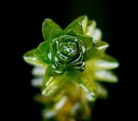 Elodea canadensis