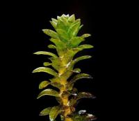 Elodea canadensis