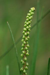 Triglochin maritima