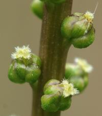 Triglochin maritima