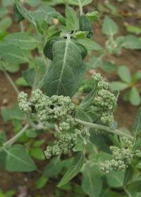 Chenopodium vulvaria