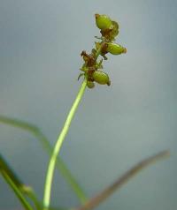 Potamogeton trichoides