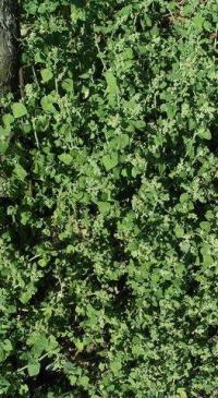 Chenopodium vulvaria