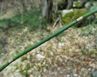 Equisetum hyemale