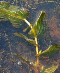 Potamogeton perfoliatus