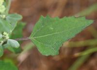 Chenopodium album