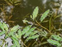 Potamogeton alpinus