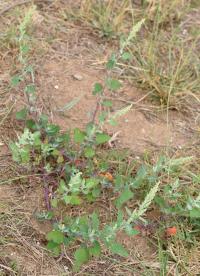 Chenopodium album