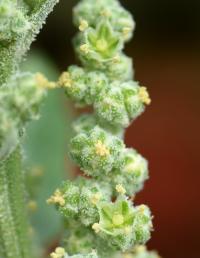 Chenopodium album