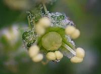 Chenopodium album