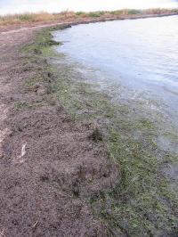 Zostera noltii