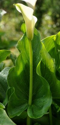 Zantedeschia aethiopica