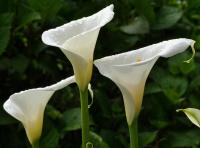 Zantedeschia aethiopica