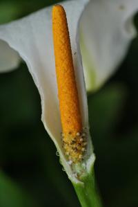 Zantedeschia aethiopica