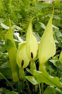 Arum maculatum