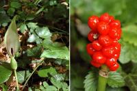 Arum maculatum