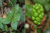 Arum maculatum