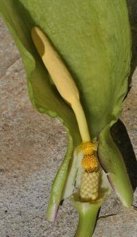 Arum italicum