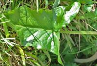 Arum italicum