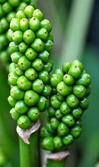 Arum italicum