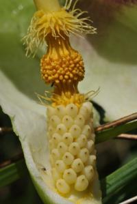 Arum italicum