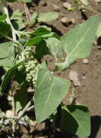 Chenopodium hybridum