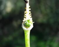 Arisarum vulgare subsp. vulgare