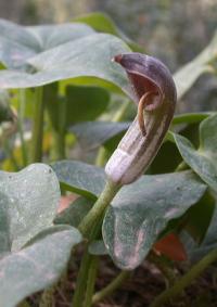 Arisarum vulgare subsp. vulgare Arisarum vulgare subsp. vulgare