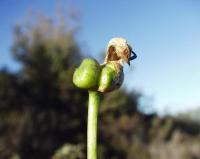 Arisarum vulgare subsp. vulgare