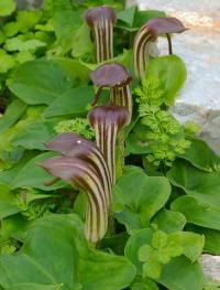 Arisarum vulgare subsp. vulgare