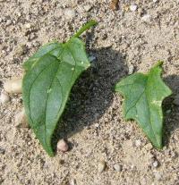 Chenopodium hybridum