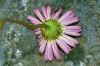 Erigeron karvinskianus