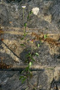 Erigeron karvinskianus