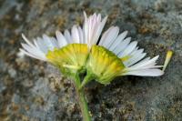 Erigeron karvinskianus