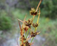 Juncus capitatus