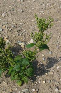 Chenopodium hybridum