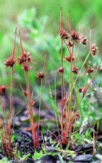 Juncus capitatus