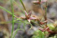 Juncus pygmaeus