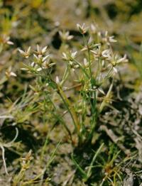 Juncus pygmaeus