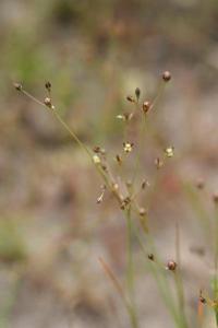 Juncus tenageia subsp. tenageia