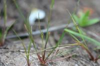 Juncus tenageia subsp. tenageia