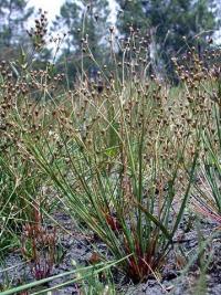 Juncus tenageia subsp. tenageia