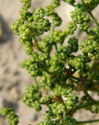 Chenopodium hybridum