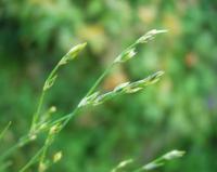 Juncus bufonius