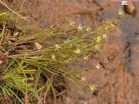 Juncus bufonius